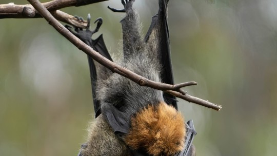 Bat Night returns to Tatura in 2026