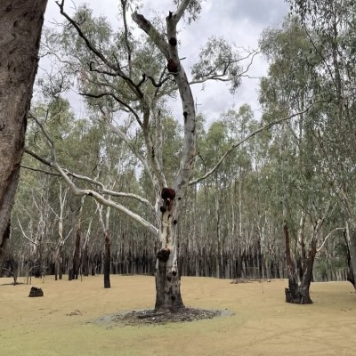 Loch Gary, Bunbartha