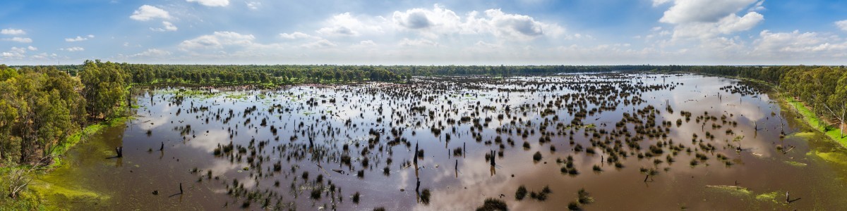 Reedy Swamp Aerial Panorama