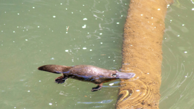 Spotting Platypus