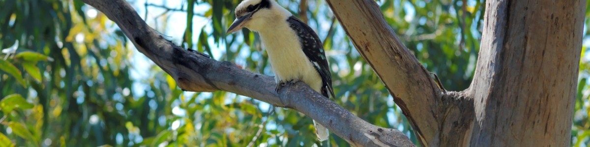 bigstock-Australian-Laughing-Kookaburra-37080580