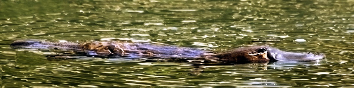 bigstock-Platypus-ornithorhynchus-Anat-6014446