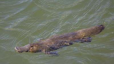 Platy Patch project brings community together to support platypus