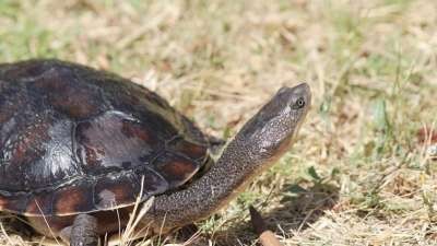 Turtles on the move across the Goulburn Valley