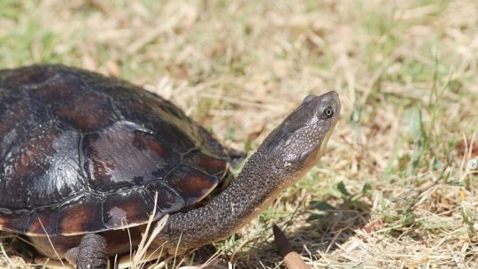 Turtles on the move across the Goulburn Valley