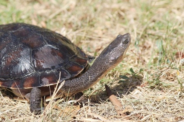 Eastern Long-neck Turtle