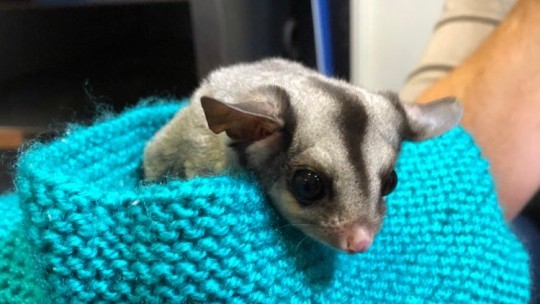 RiverConnect’s Crafternoon set to help bushfire affected wildlife