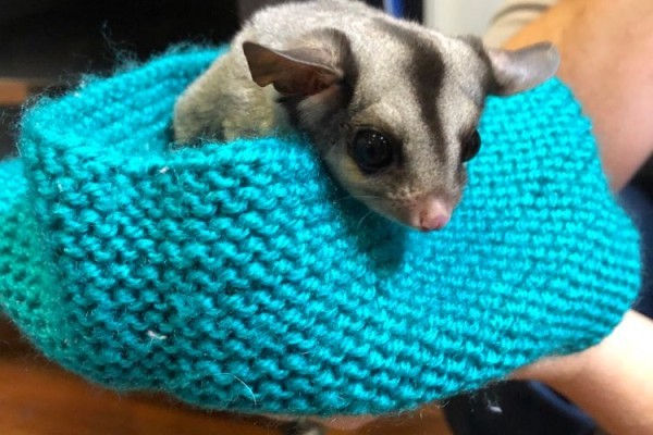 Image of sugar glider in crocheted nest